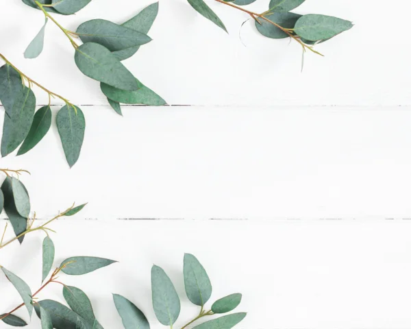 Diffuseur de Parfum Eucalyptus 100ml – Image 2